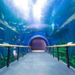 イナズマロックフェス2024と琵琶湖博物館とのタイアップはあるの？